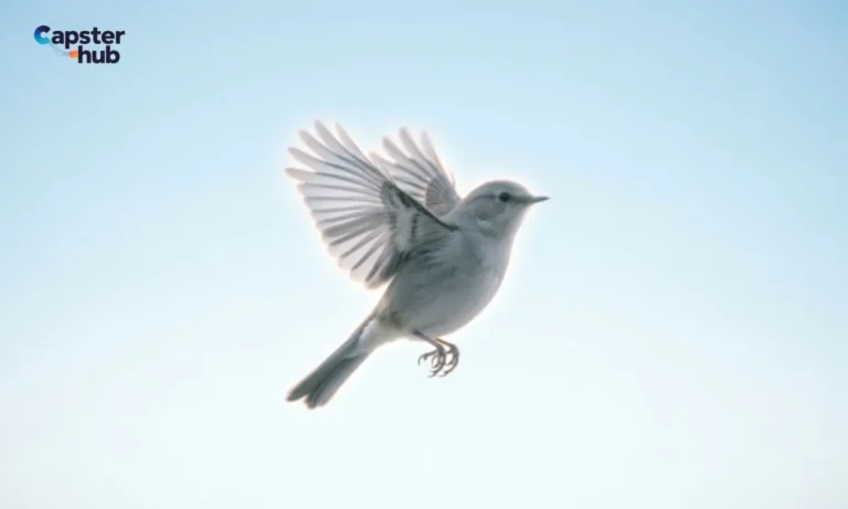 150+ Bird Captions for Instagram (2026)