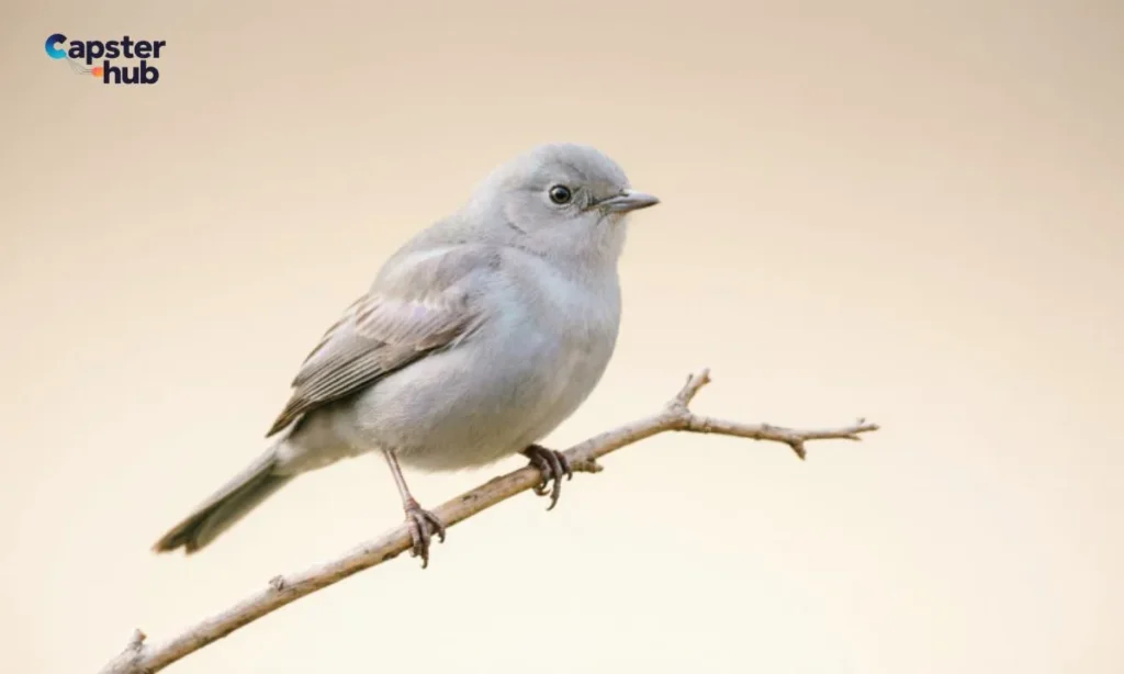 Bird Quotes for Instagram