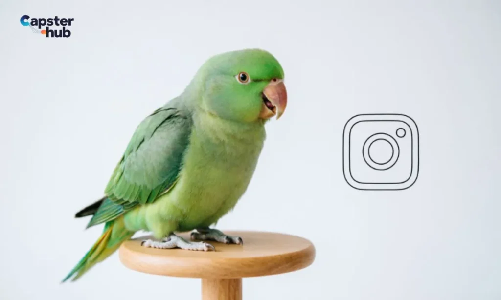 Pet Bird & Parrot Captions for Instagram